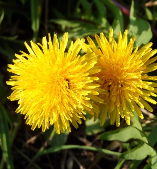 dandelion-gb73fba0c3_1920